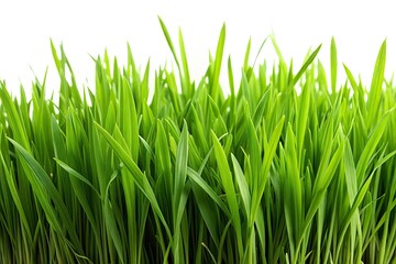 Fototapeta premium Lush green grass against a clean white backdrop, perfect for generative AI projects dedicated to nature and eco-conscious designs, enhancing creativity in sustainable artwork.