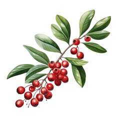 Detailed Illustration of Red Berries on a Green Leafy Branch