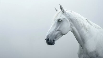 Obraz premium a beautiful white horse, full body, on a white background