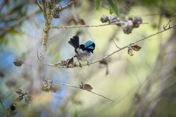Small Superb Fairy-wren found at Symbio Wildlife Park Zoo. It stands out for its distinctive blue colour.
