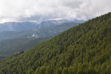 Hochwald und Alpengipfel