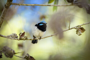Small Superb Fairy-wren found at Symbio Wildlife Park Zoo. It stands out for its distinctive blue colour.