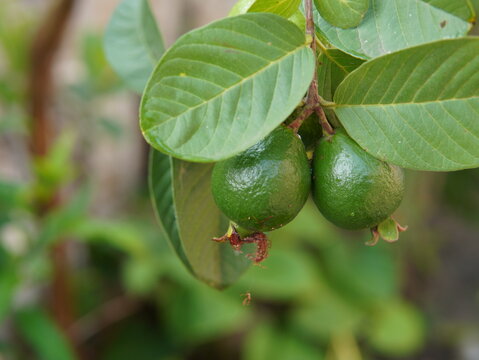 guava fruit on the tree. Psidium guajava (Guayaba, Jambu biji, Bayabas, Trapaek sruk, Farang, Ma-kuai, Oi, Goiaba, jambu klutuk). nature background. plant background. unripe guava