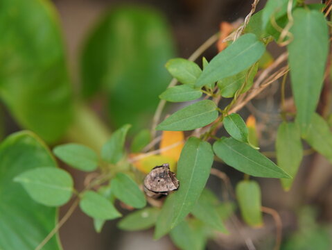 Paederia foetida ( skunkvine, stinkvine, Chinese fever vine, Daun kentut ). herbal plant. stinkvine plant to treat various types of diseases. nature background. plant background