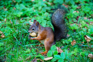 Squirrel (Latin Sciurus) with a nut in his teeth on a background of green grass on a clear sunny day. Animals are mammals of zoos.