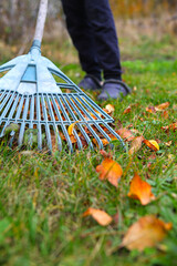 collecting fallen leaves in the garden with a rake