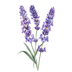 Naklejka premium Elegant Lavender Flowers with Stems and Green Leaves in Bloom.
