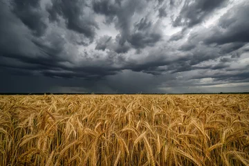 Fotobehang Dark storm clouds over the wheat field © Piotr Krzeslak