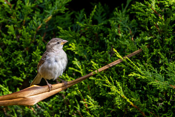 Female House Sparrow 