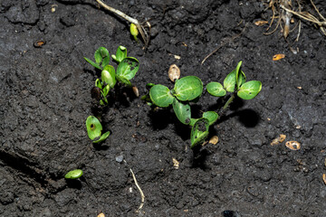 Sprouts, young plants, first leaves, wet soil.