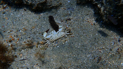 Dead yellow crab or warty crab (Eriphia verrucosa) undersea, Aegean Sea, Greece, Syros island, Azolimnos beach