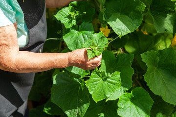 Elderly Female Farmer Tending Plants on a Rural Garden Plot