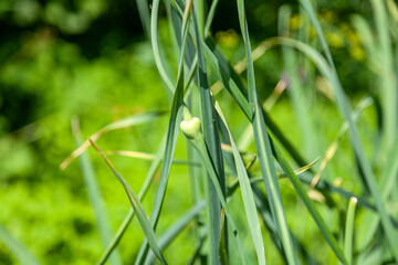 Green Garlic Sprouts in a Vegetable Garden