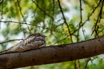 Indian nightjar or Caprimulgus asiaticus perched on branch in natural scenic green background at keoladeo national park forest bharatpur bird sanctuary rajasthan india asia