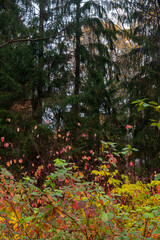 Blue sky with white clouds over the crown of a tree with red and yellow leaves. High quality photo