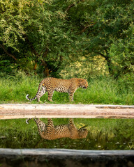 Indian wild male leopard or panther or panthera pardus walking with reflection near waterhole during post monsoon green season outdoor wildlife safari at jhalana leopard reserve jaipur rajasthan india