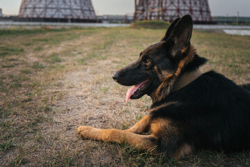 German Shepherd dog resting after training session on grass field