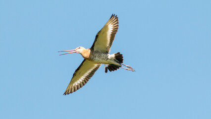 seagull in flight