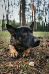 German Shepherd attentively waits for command during training in the forest