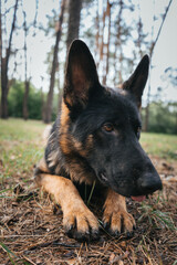 Close-up of a German Shepherd resting during outdoor training in the forest