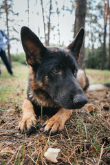 Naklejka premium German Shepherd attentively waits for command during training in the forest