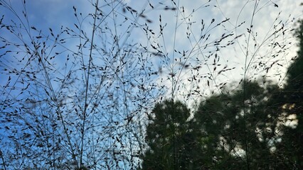가을 하늘과 구름, 나무가 보이는 풍경과 마른 풀잎, 나뭇가지