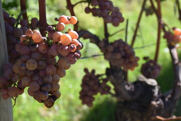 Weintrauben am Stock