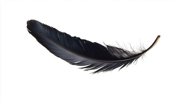 Beautiful black feather on white background