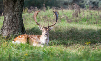 Beautiful male fallow deer lying in shadow of a tree in the Amsterdamse waterleidingduinen, the Netherlands. Beautiful day during autumn. Sunny day. Amazing male deer with big antlers. Mating season. 