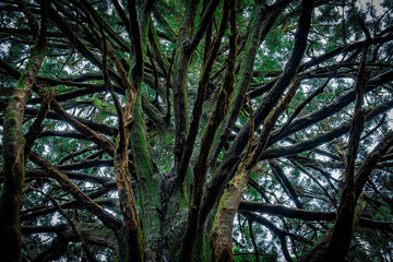 杉の大木　お化け杉/Big cedar tree in Japan