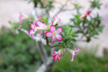 Pale pink adenium flowers are blooming on a stem with a blurred background.