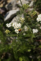 Biedronka  © Sosna