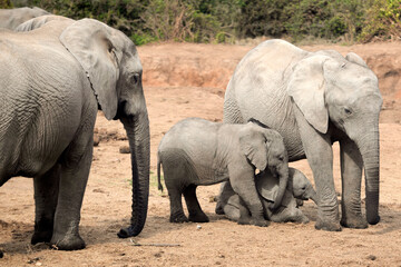 Fototapeta premium Elephants with young calf at Addo Elephant National Park