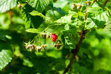 Ripe Raspberry on Green Bush