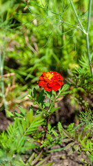 Bright Orange Marigold Flower Against Greenery