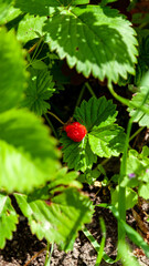 Ripe Wild Strawberry on Branch