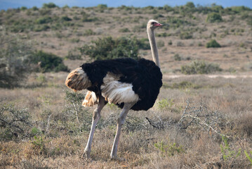 Male Ostrich seen at Addo Elephant National Park in South Africa