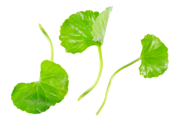 Pennywort leaves (or Gotu Kola) isolated on white background, it’s known for benefits like improving skin, circulation, and cognitive function.