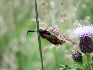 burnet moth in summer garden