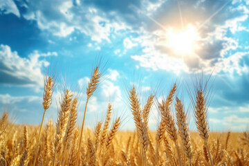 Naklejka premium Golden wheat field with blue sky and sun rays shining through the clouds.