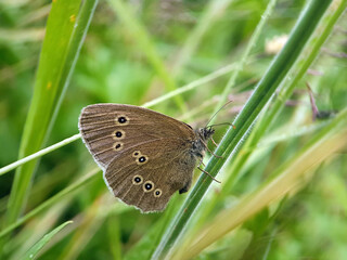 butterfly in summer garden