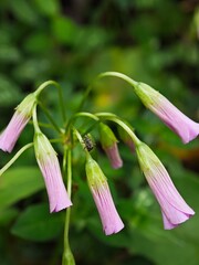 Naklejka premium pink lily flower