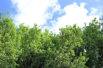 Obraz premium Oak branch shot from below, blue sky in the background.