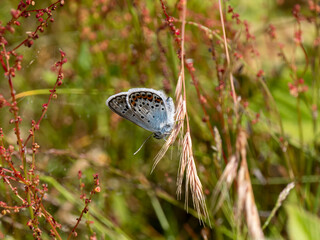 Silver-studded Blue Butterfly. Wings Closed.