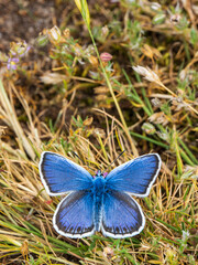 Silver-studded Blue Butterfly. Wings Open.