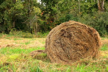 Autumn Hay Harvested and Bailed In A Field At The Start Of The Fall Season