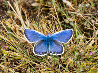 Silver-studded Blue Butterfly. Wings Open.