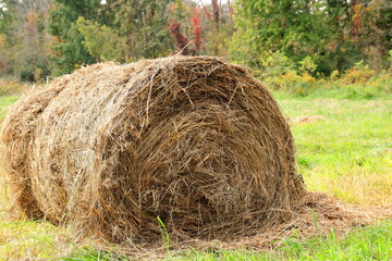 Hay Cut, Harvested and Bailed in a Field During Early Autumn