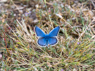 Silver-studded Blue Butterfly. Wings Open.