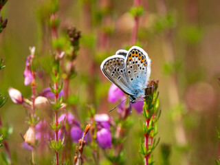 Silver-studded Blue Butterfly on Bell Heather